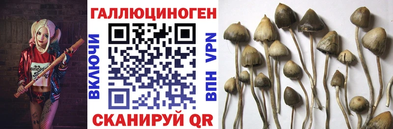 Галлюциногенные грибы Cubensis  MEGA   Арск  купить закладку 